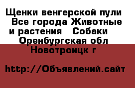 Щенки венгерской пули - Все города Животные и растения » Собаки   . Оренбургская обл.,Новотроицк г.